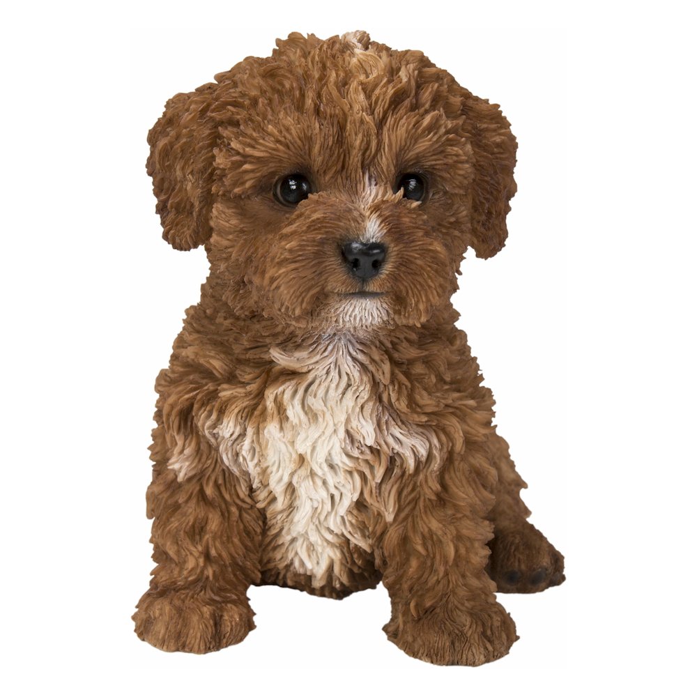 Baby Cavapoo Chocolate. Picture 2