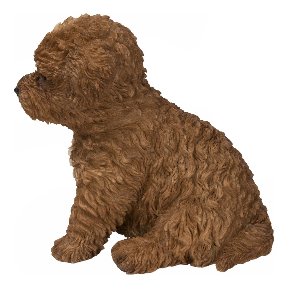 Baby Cavapoo Chocolate. Picture 1