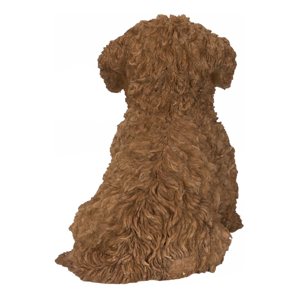 Baby Cavapoo Chocolate. Picture 4