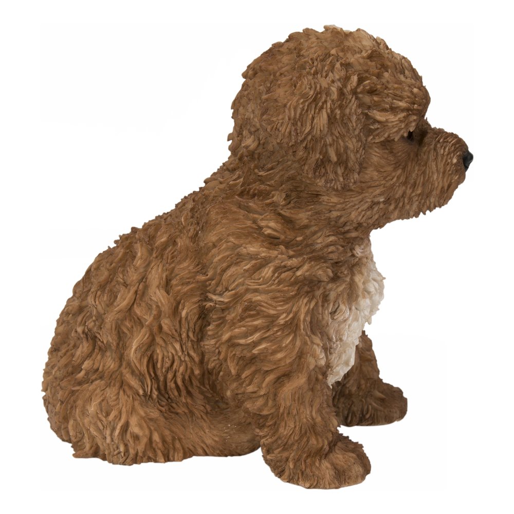Baby Cavapoo Chocolate. Picture 3