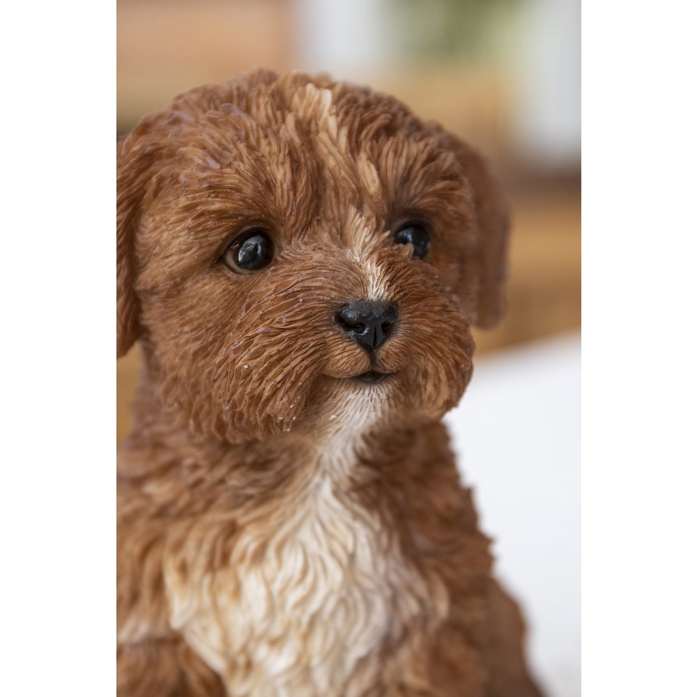 Baby Cavapoo Chocolate. Picture 6