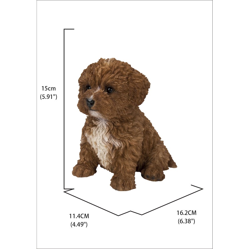 Baby Cavapoo Chocolate. Picture 5