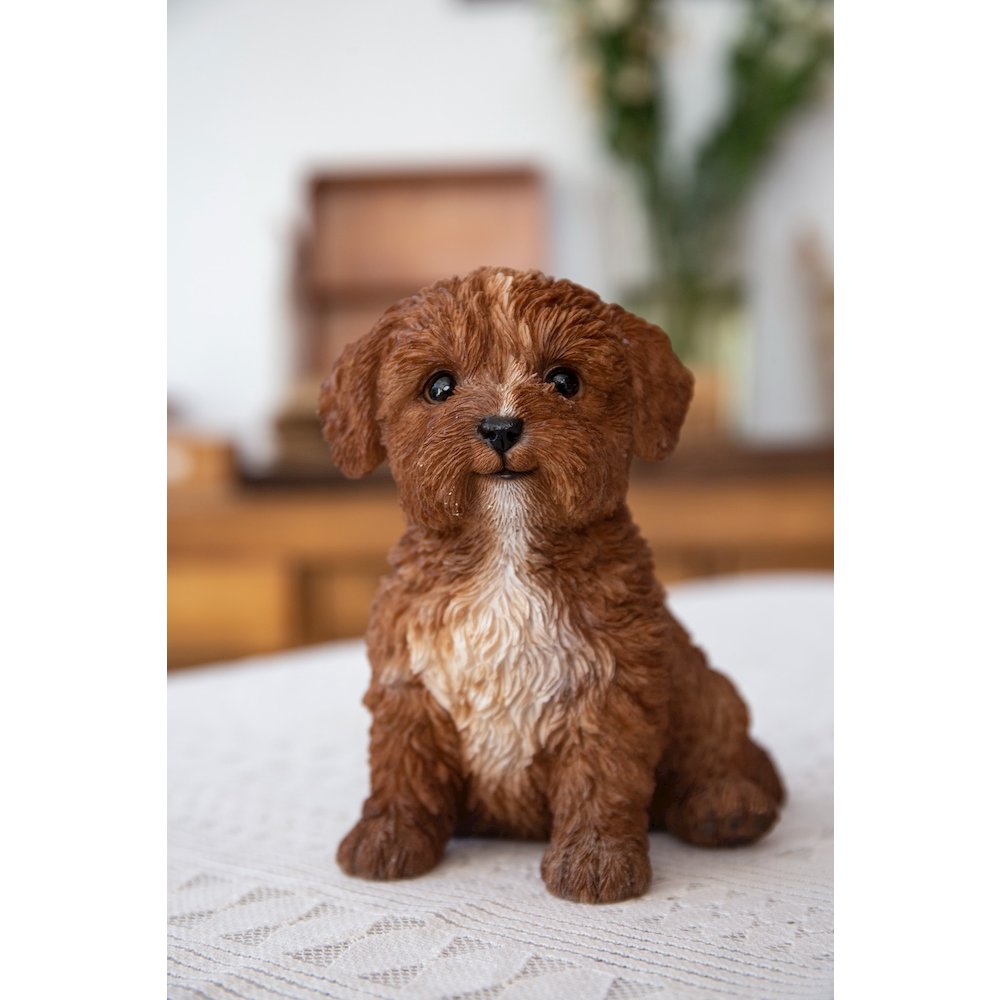 Baby Cavapoo Chocolate. Picture 7