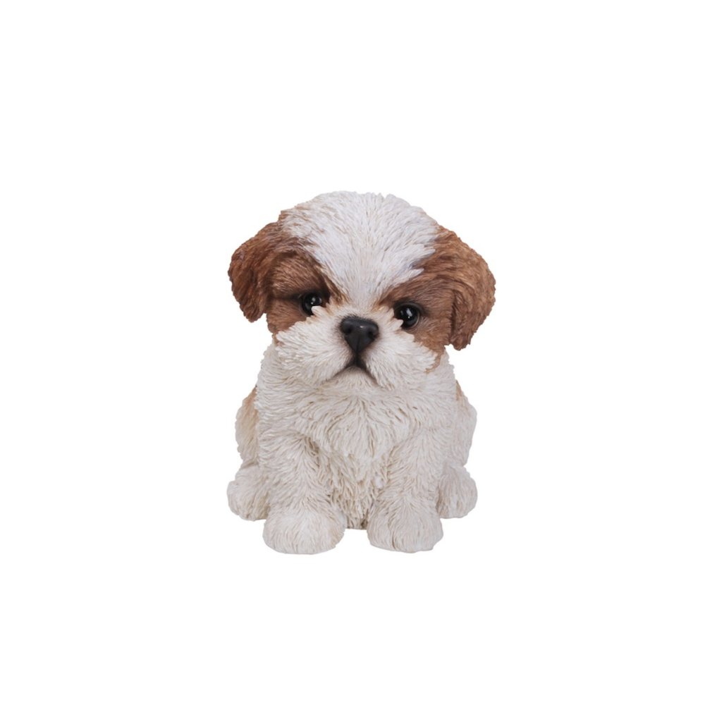 Brown & White Shih Tzu Puppy. Picture 2