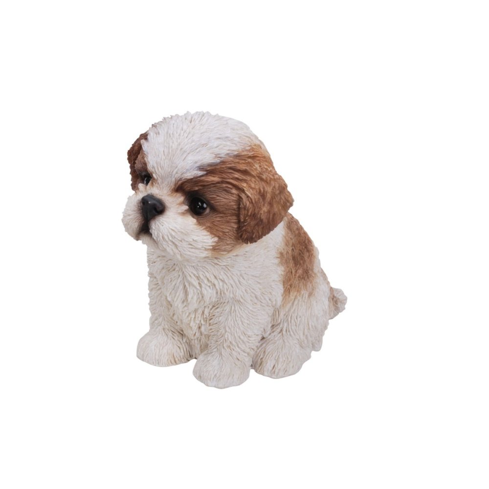 Brown & White Shih Tzu Puppy. Picture 3