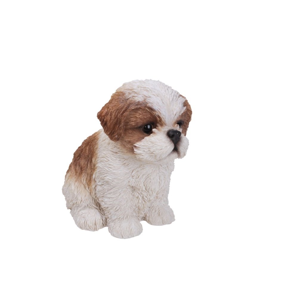 Brown & White Shih Tzu Puppy. Picture 4