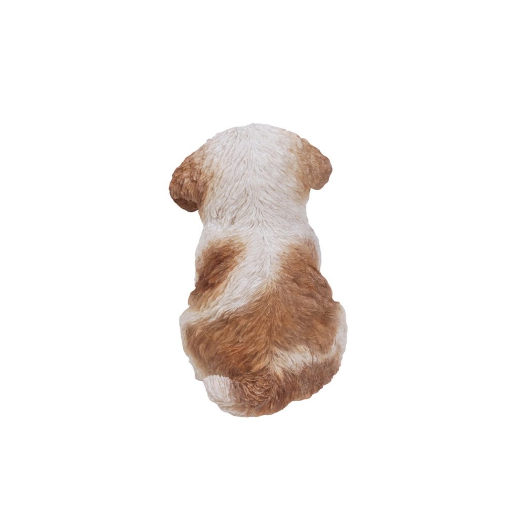 Brown & White Shih Tzu Puppy. Picture 1