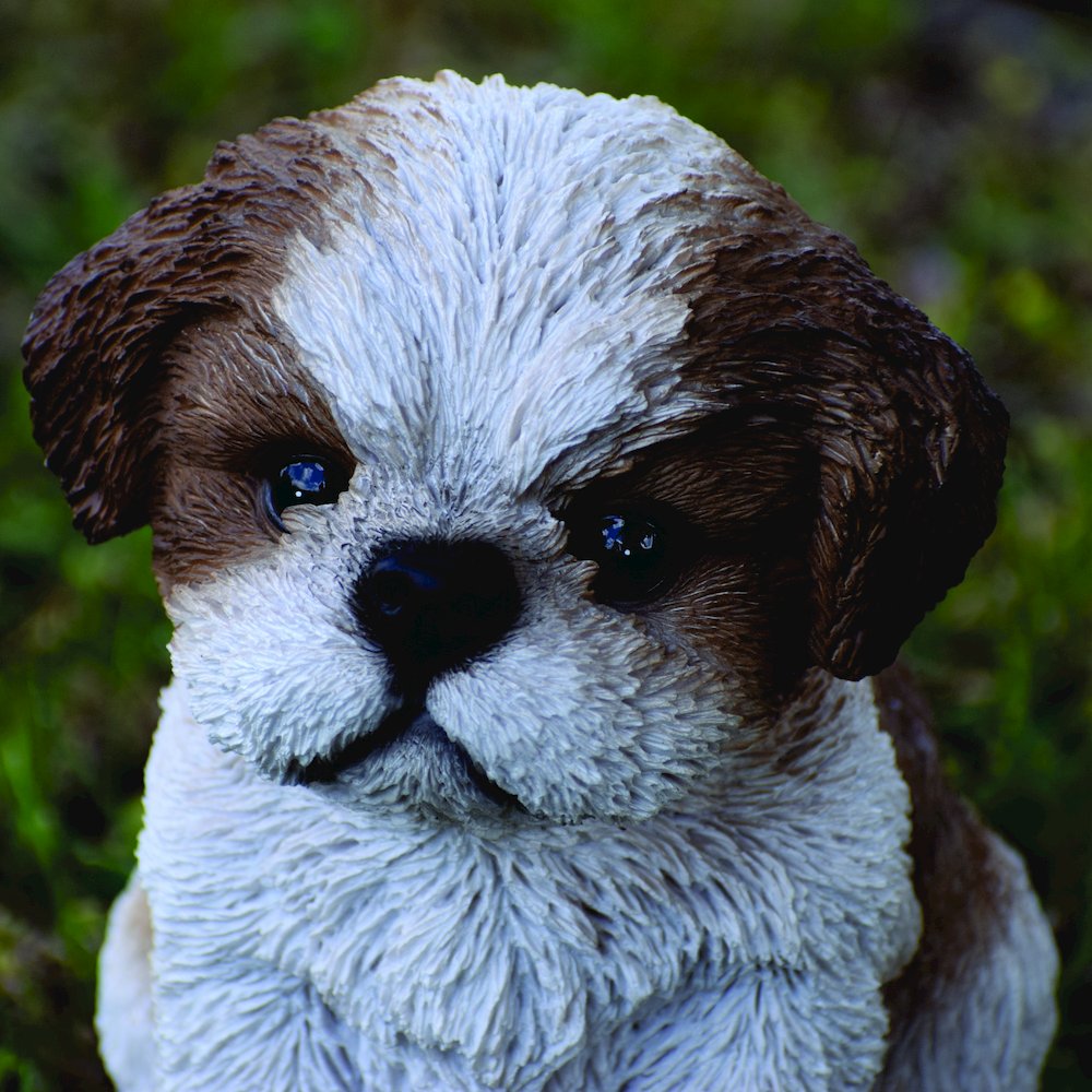 Brown & White Shih Tzu Puppy. Picture 5