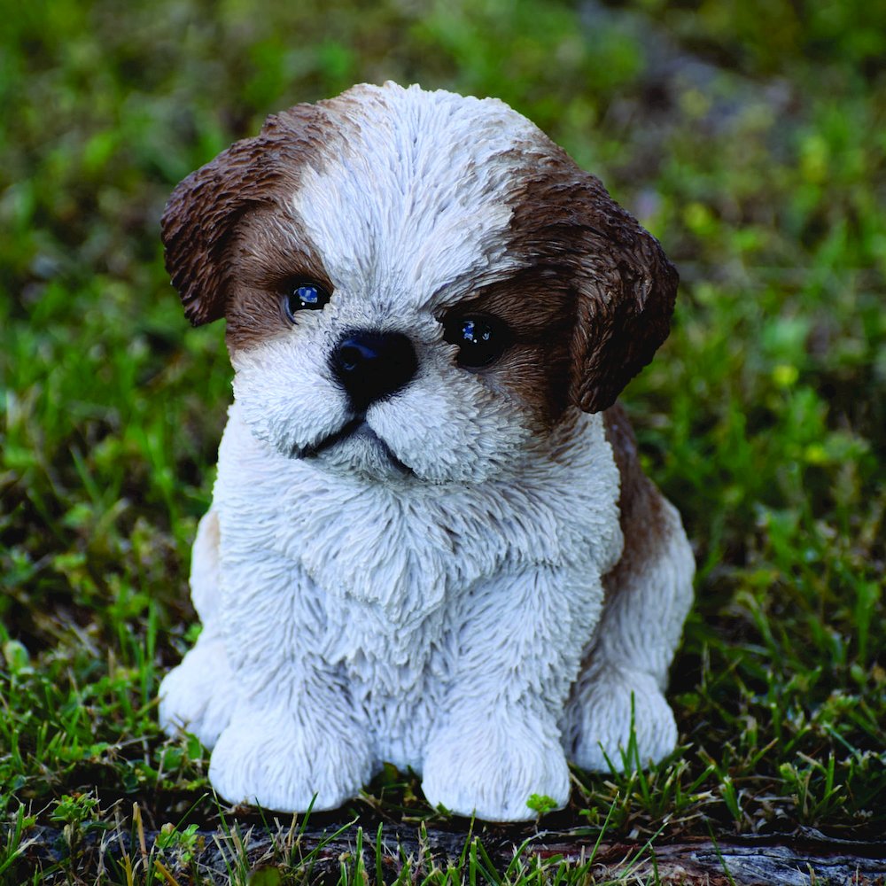 Brown & White Shih Tzu Puppy. Picture 6