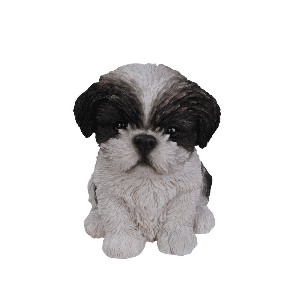 Black & White Shih Tzu Puppy. Picture 2