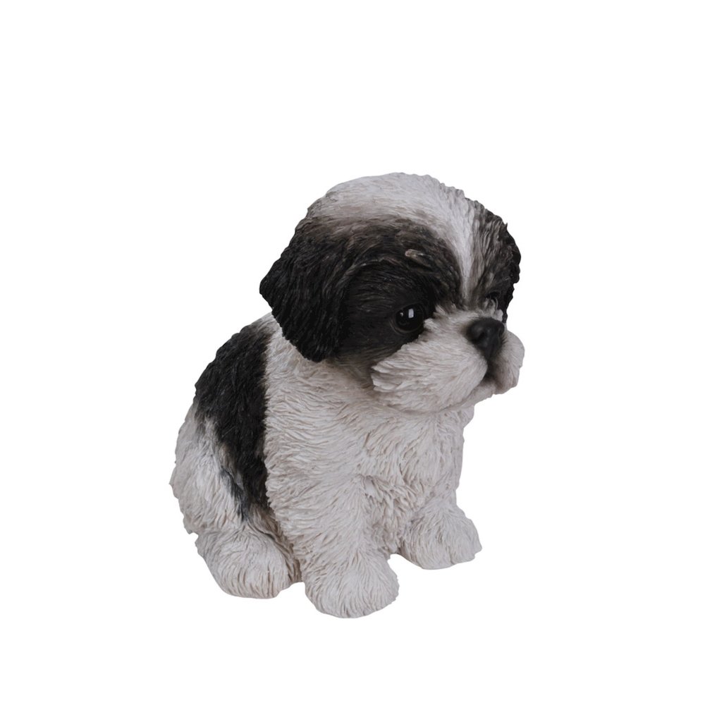 Black & White Shih Tzu Puppy. Picture 4
