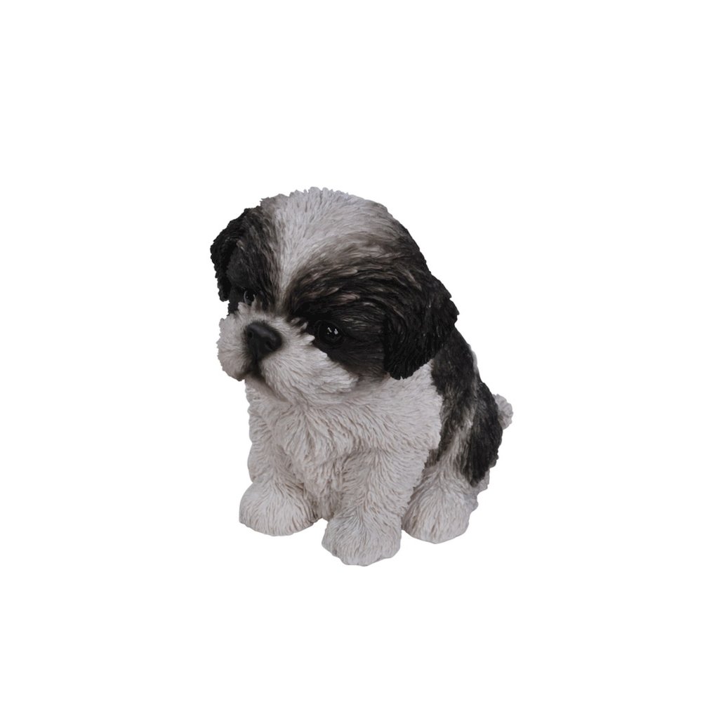 Black & White Shih Tzu Puppy. Picture 1
