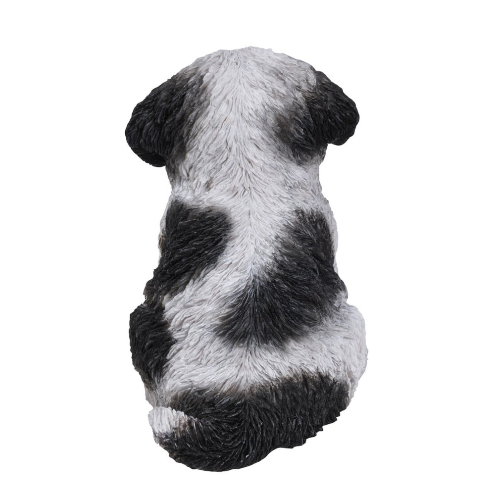 Black & White Shih Tzu Puppy. Picture 3
