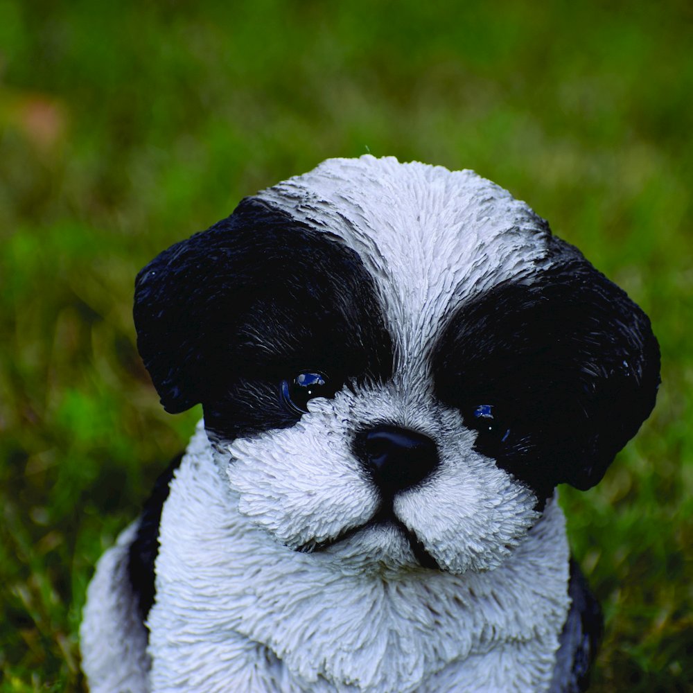 Black & White Shih Tzu Puppy. Picture 5