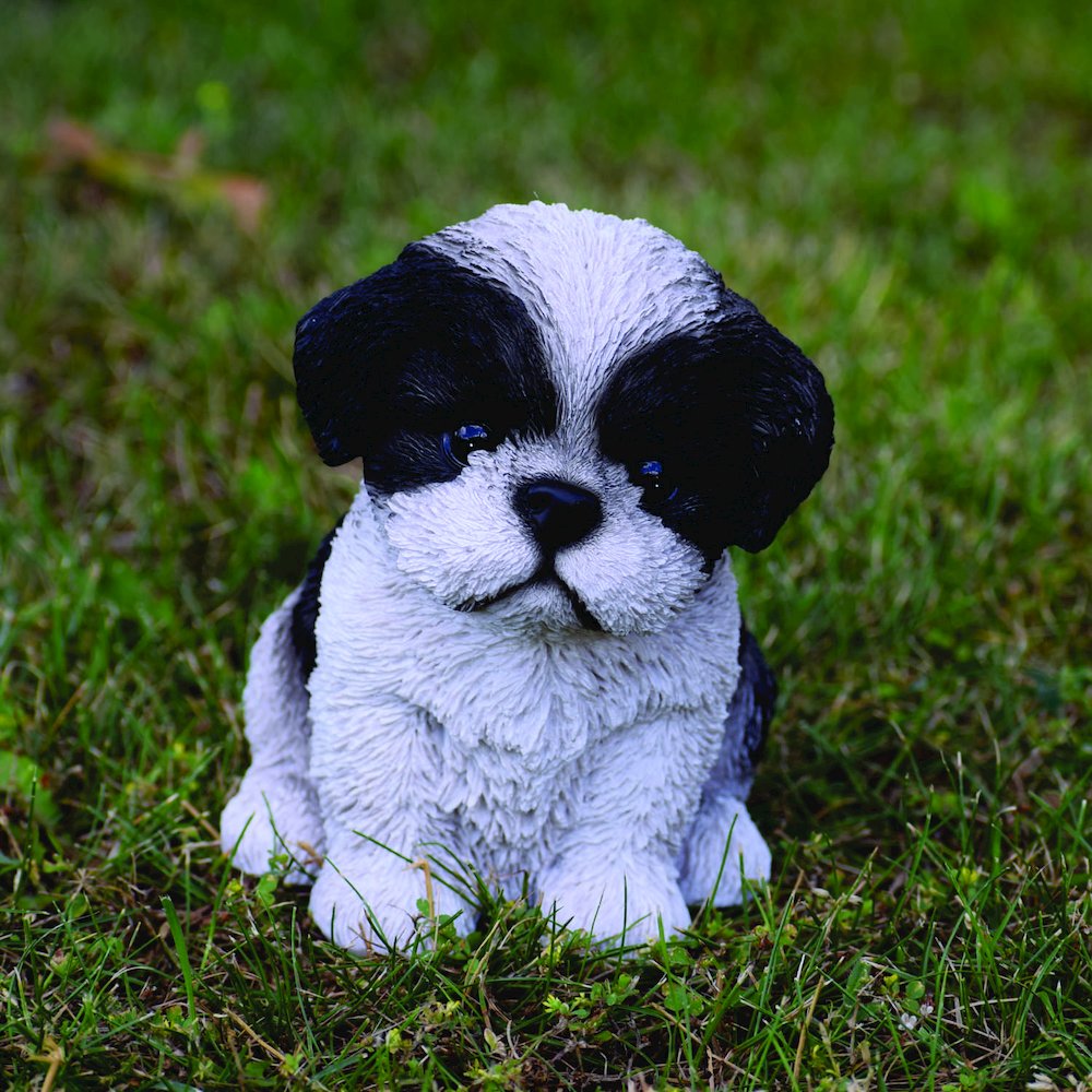 Black & White Shih Tzu Puppy. Picture 6