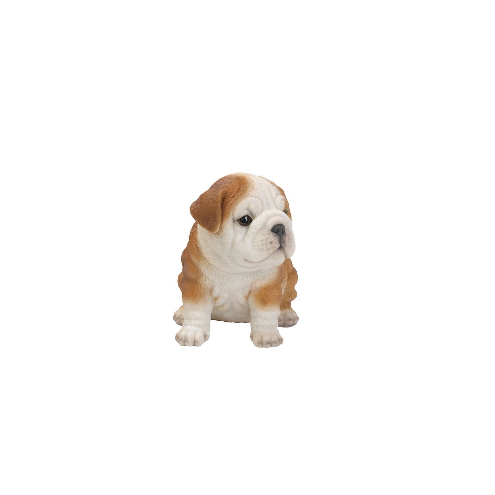 Bulldog Puppy. Picture 3