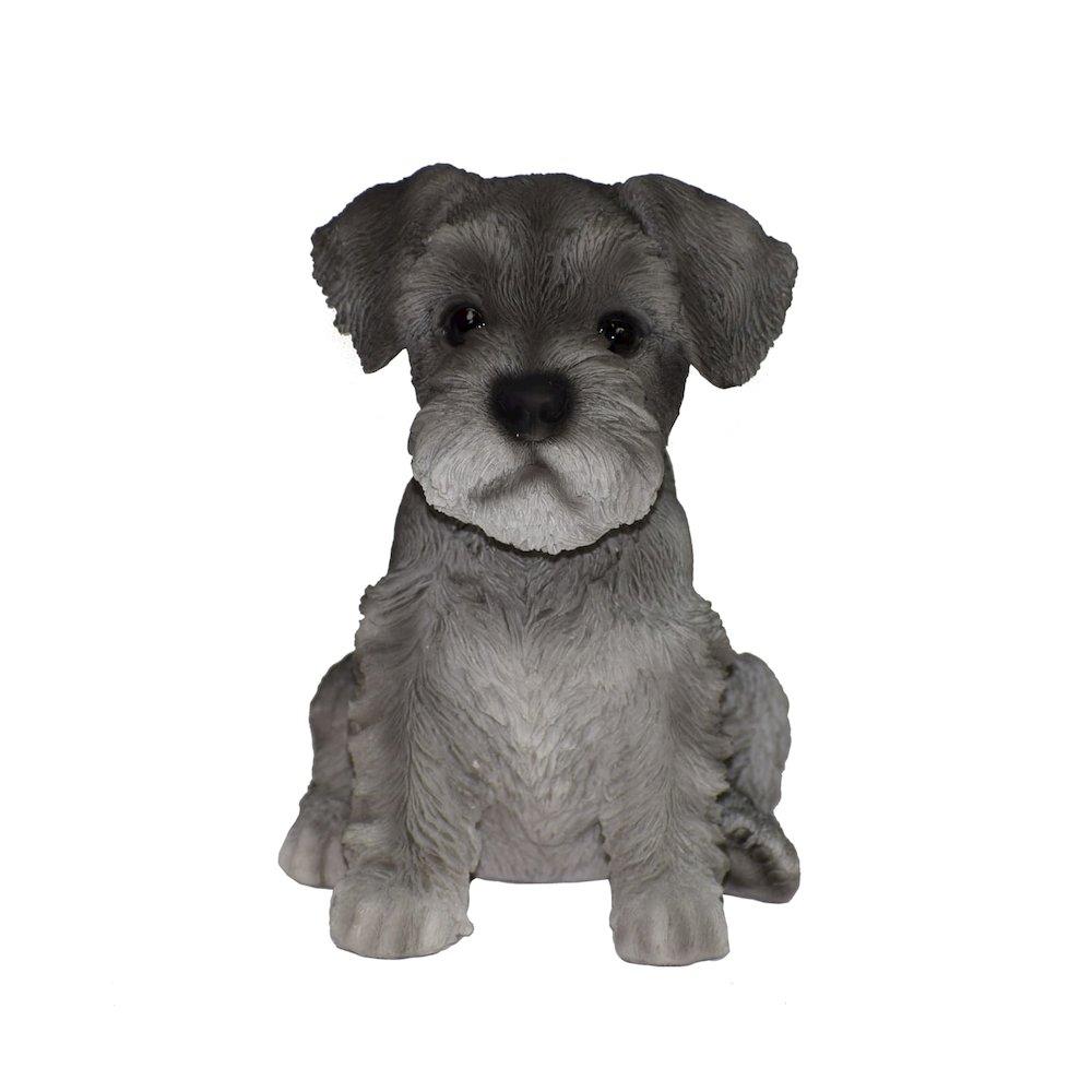 Schnauzer Puppy. Picture 2