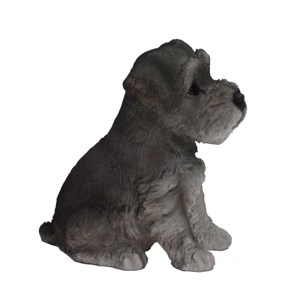 Schnauzer Puppy. Picture 4