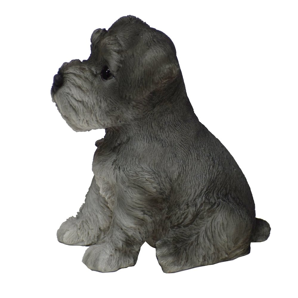 Schnauzer Puppy. Picture 1