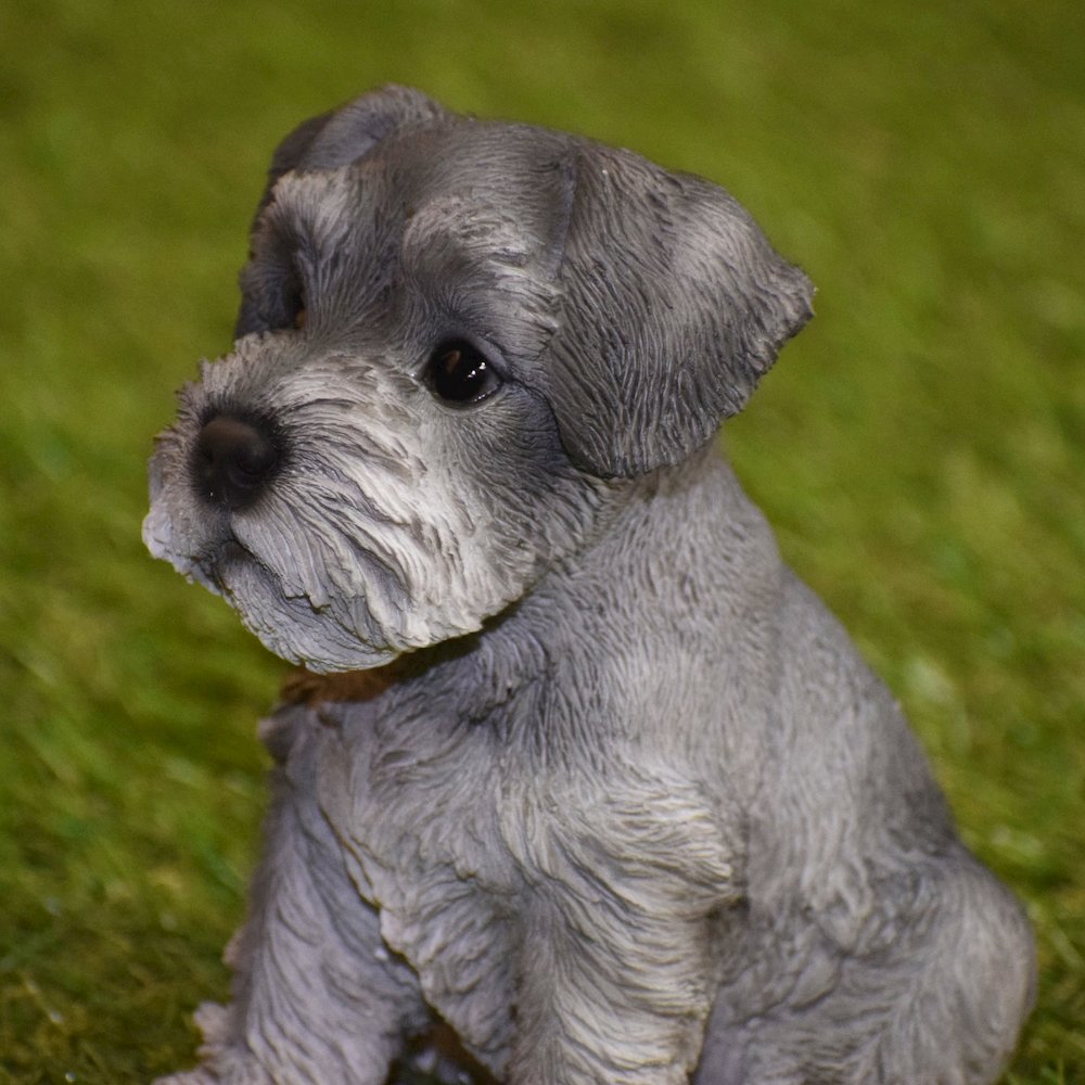 Schnauzer Puppy. Picture 5