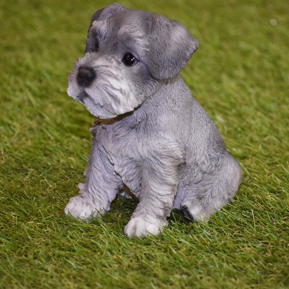 Schnauzer Puppy. Picture 6