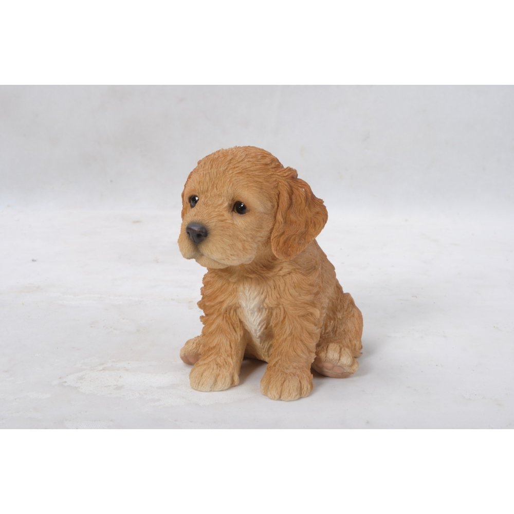 Brown Cockapoo Puppy. Picture 3