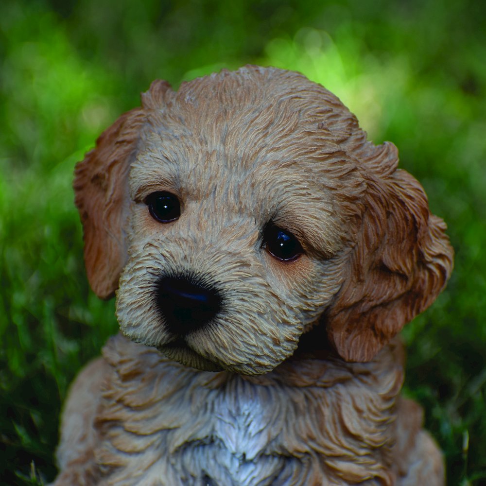 Brown Cockapoo Puppy. Picture 5