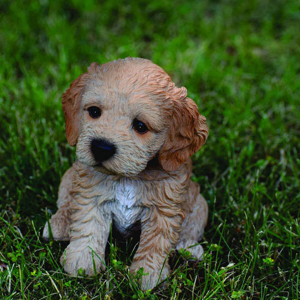 Brown Cockapoo Puppy. Picture 6