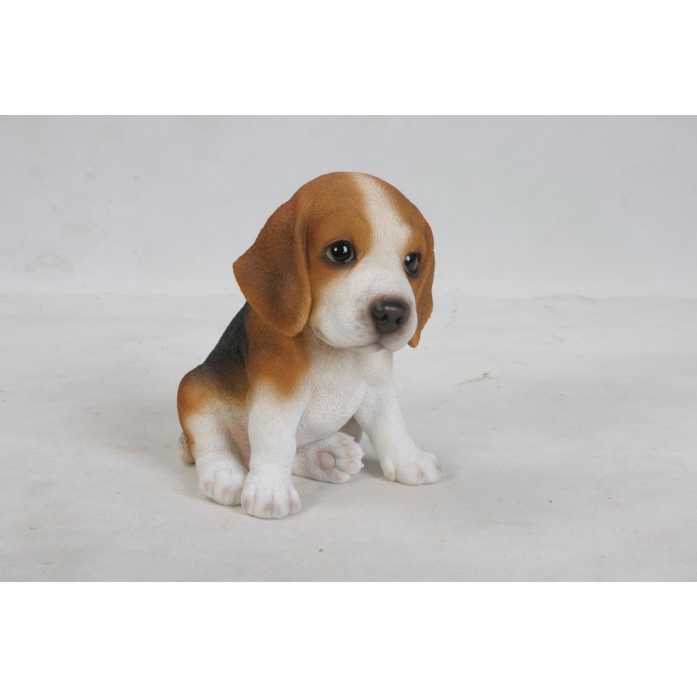 Beagle Puppy. Picture 3