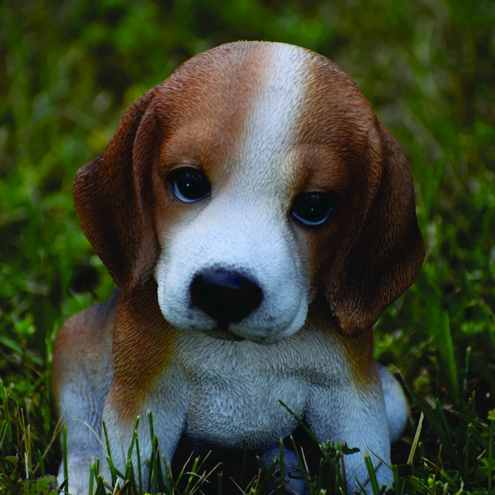Beagle Puppy. Picture 5