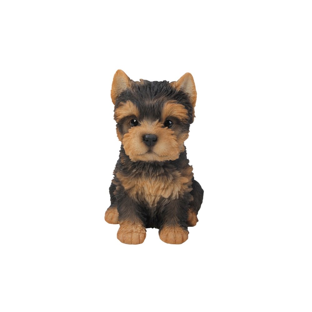 Yorkshire Terrier Puppy. Picture 3