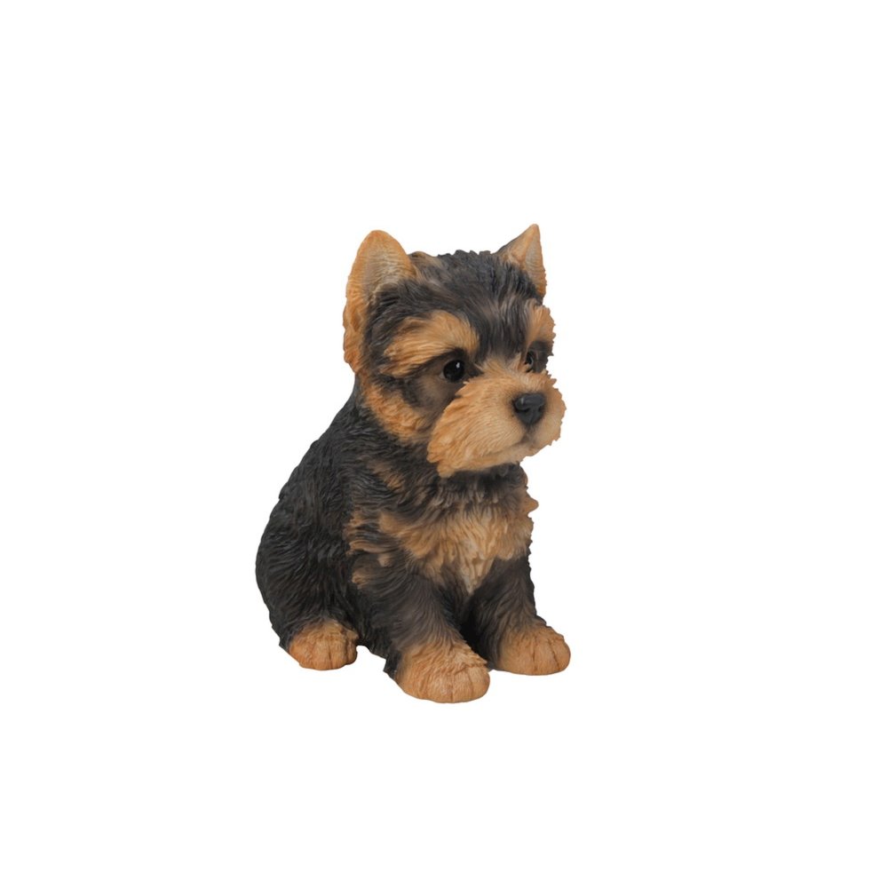Yorkshire Terrier Puppy. Picture 1
