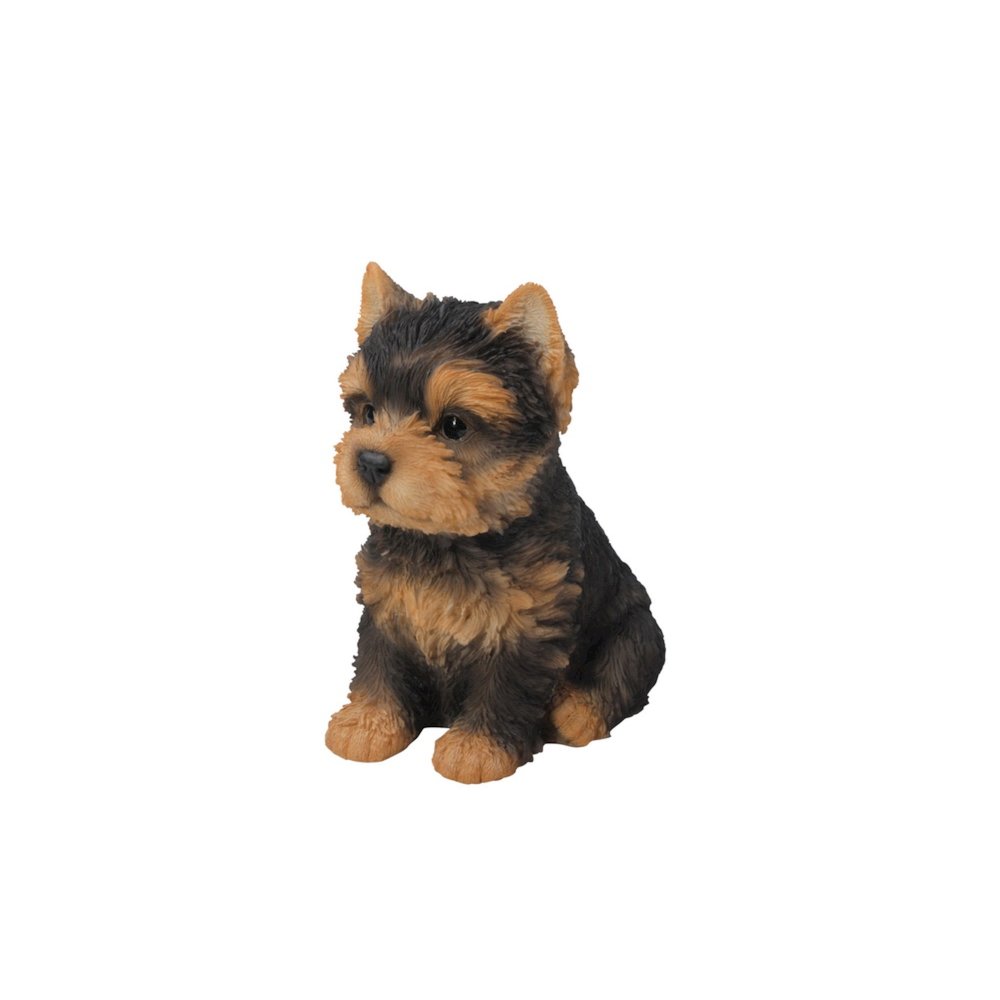 Yorkshire Terrier Puppy. Picture 2