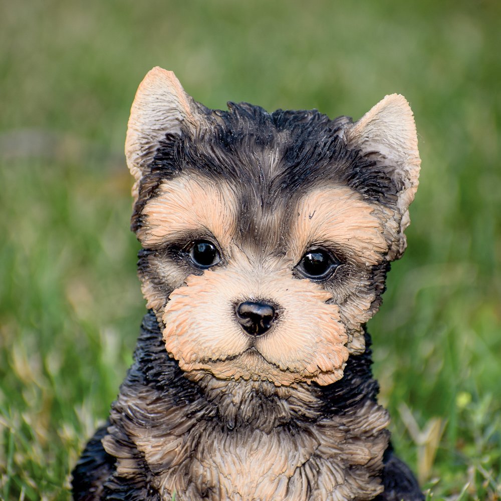 Yorkshire Terrier Puppy. Picture 5