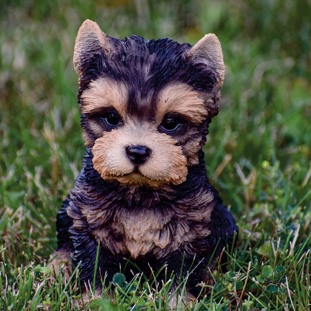 Yorkshire Terrier Puppy. Picture 6
