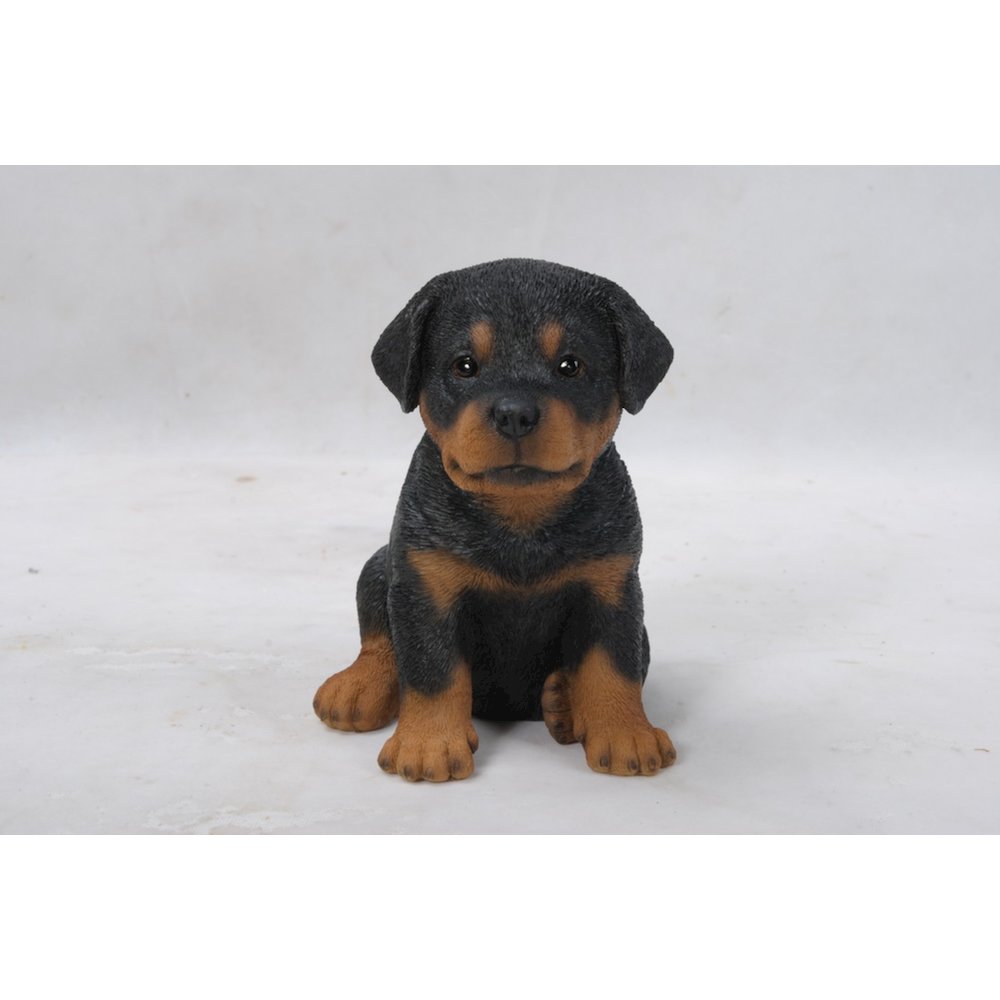 Rottweiler Puppy. Picture 1