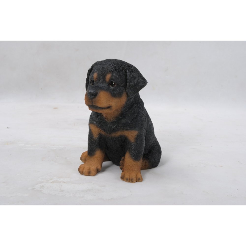 Rottweiler Puppy. Picture 4