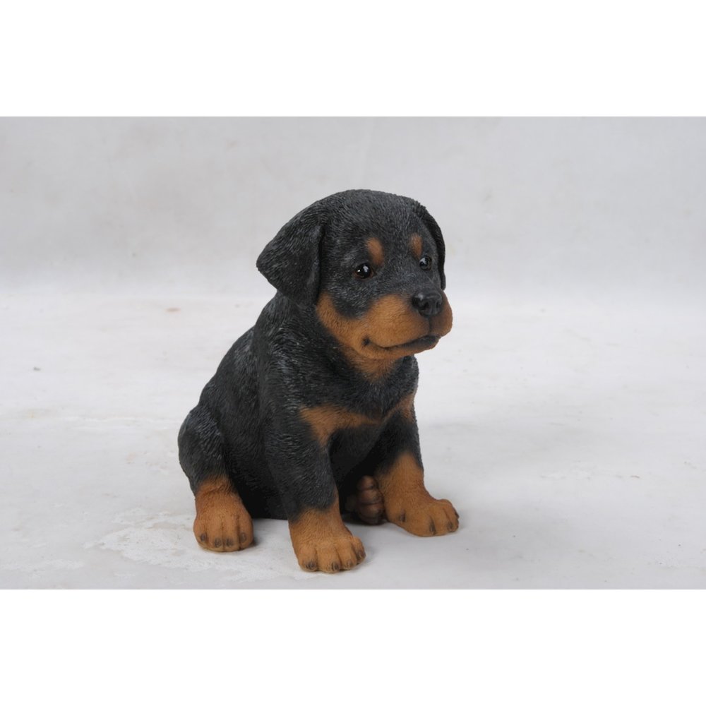 Rottweiler Puppy. Picture 3