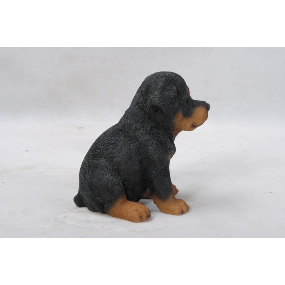 Rottweiler Puppy. Picture 5