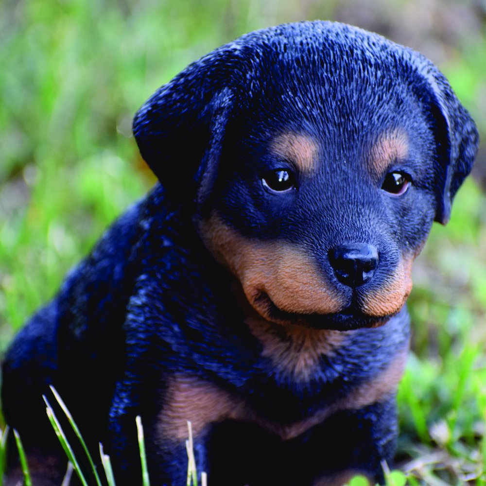 Rottweiler Puppy. Picture 6