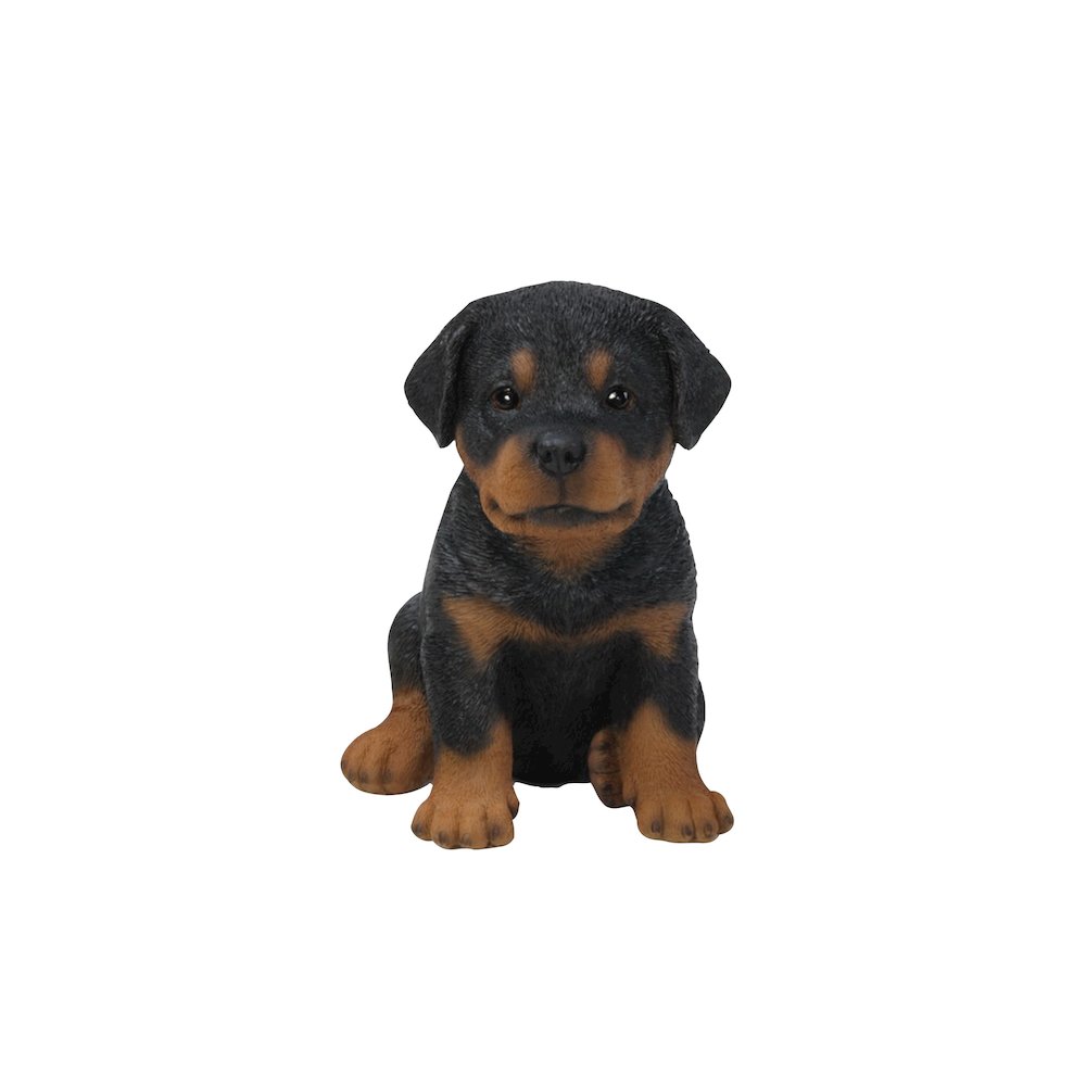 Rottweiler Puppy. Picture 2