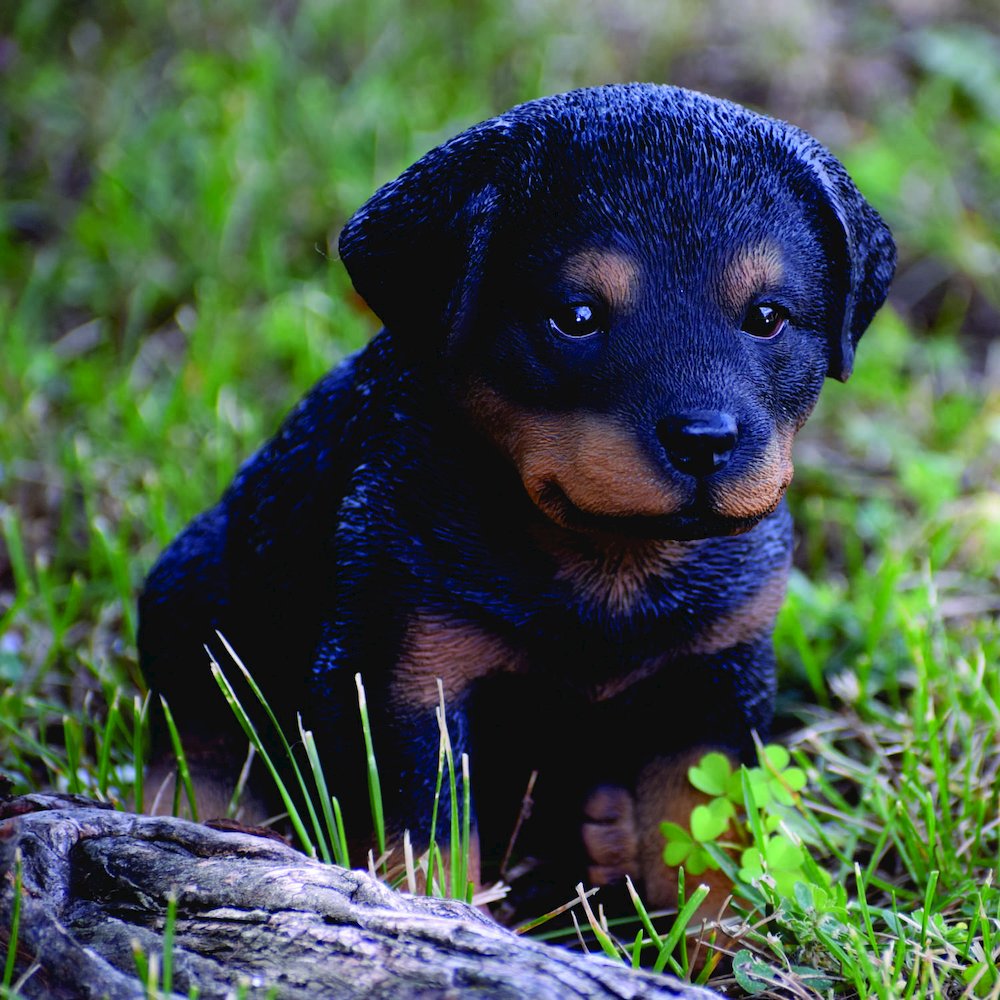 Rottweiler Puppy. Picture 7