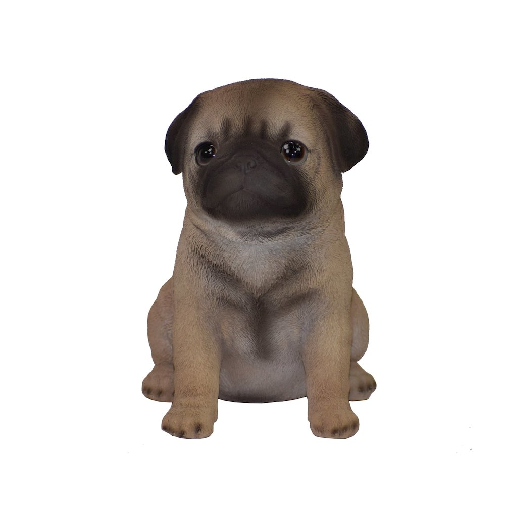 Pug Puppy. Picture 2