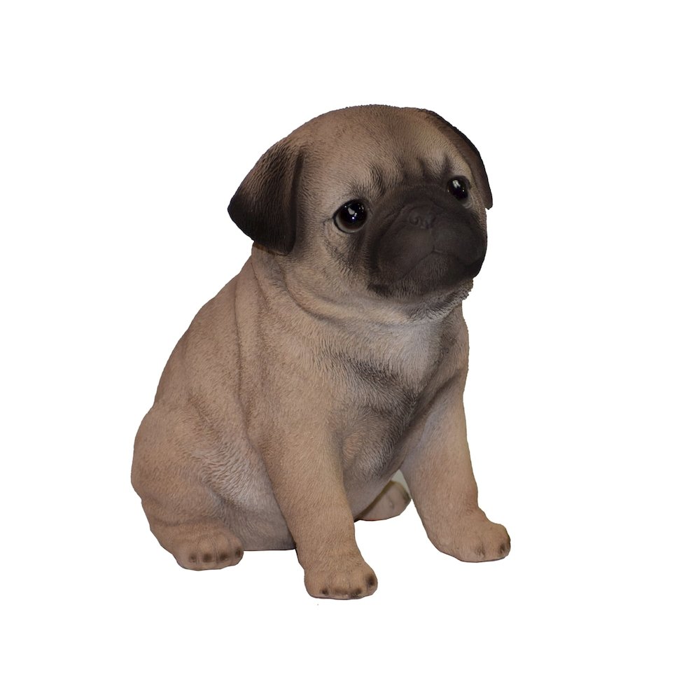 Pug Puppy. Picture 1