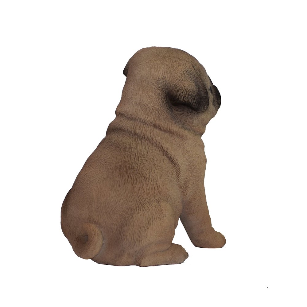 Pug Puppy. Picture 4