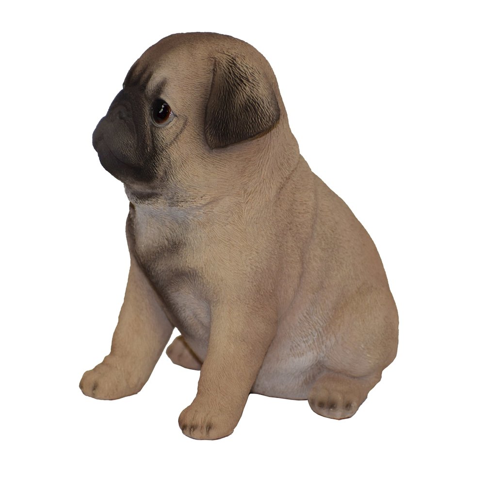 Pug Puppy. Picture 3