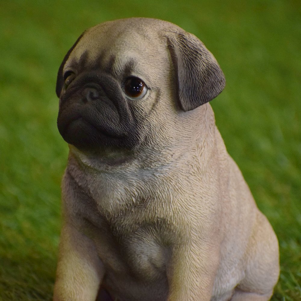 Pug Puppy. Picture 5