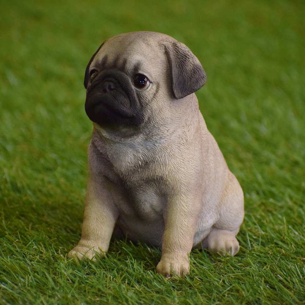 Pug Puppy. Picture 6