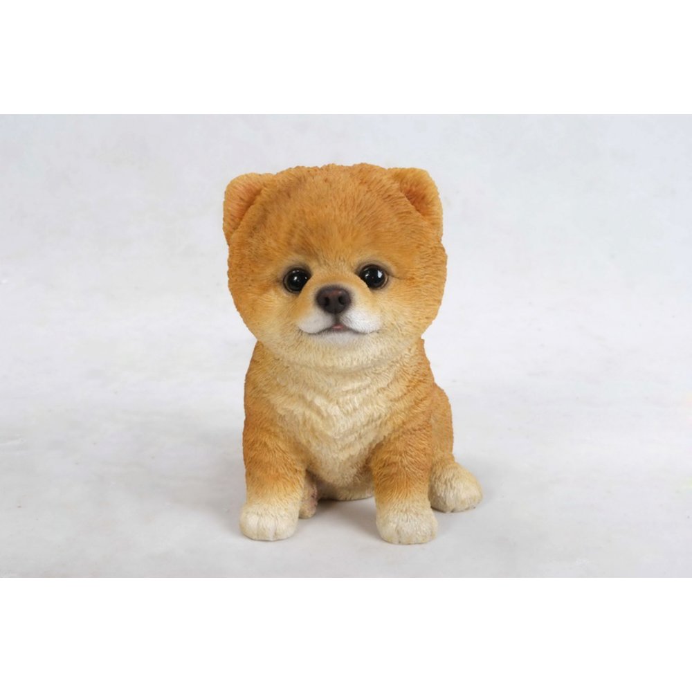 Pomeranian Puppy. Picture 2