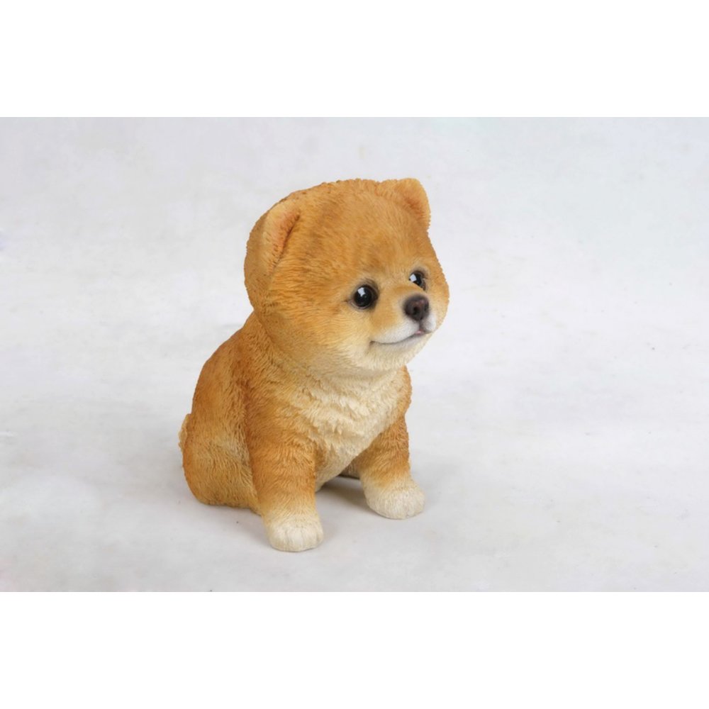 Pomeranian Puppy. Picture 4